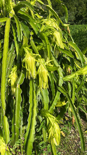 Night-blooming Cereus