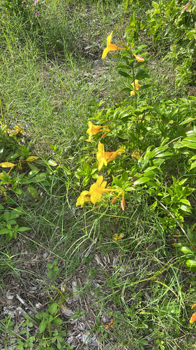 Golden Trumpet