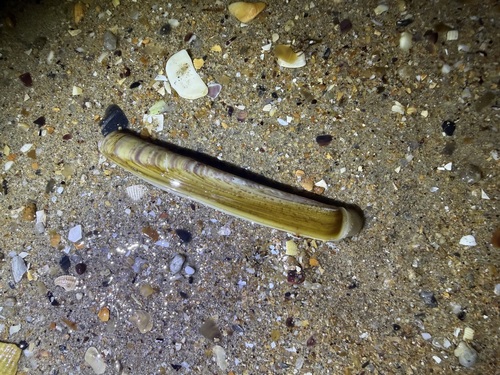 Ensis siliqua observed 2026-08-31