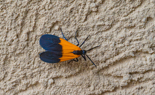 Black-and-yellow Lichen Moth