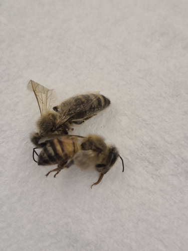 Western Honey Bee