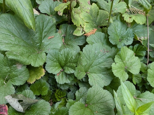 Geum macrophyllum, photograph 4