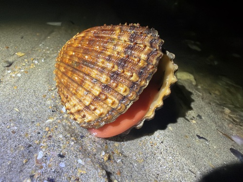 Acanthocardia echinata, 2026-08-31