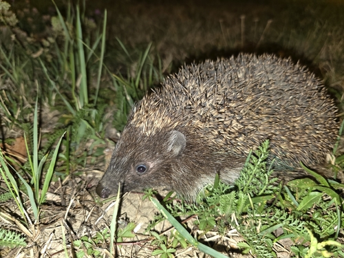 Northern White-breasted Hedgehog