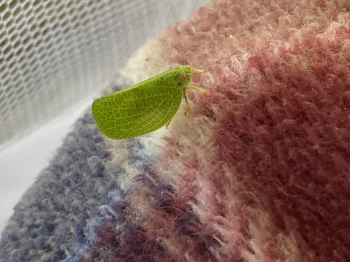 Green Cone-headed Planthopper