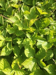 Rubus flagellaris, photograph author not stated, no rights reserved