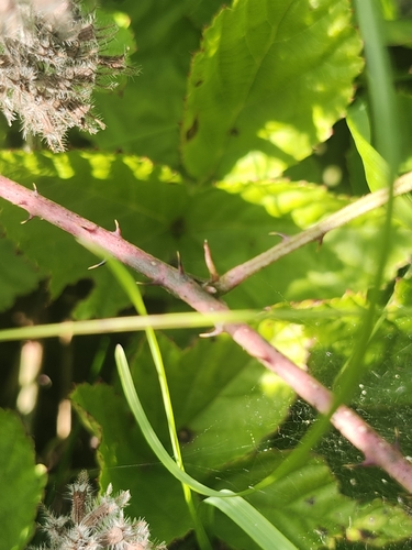 Rubus flagellaris, photograph 3