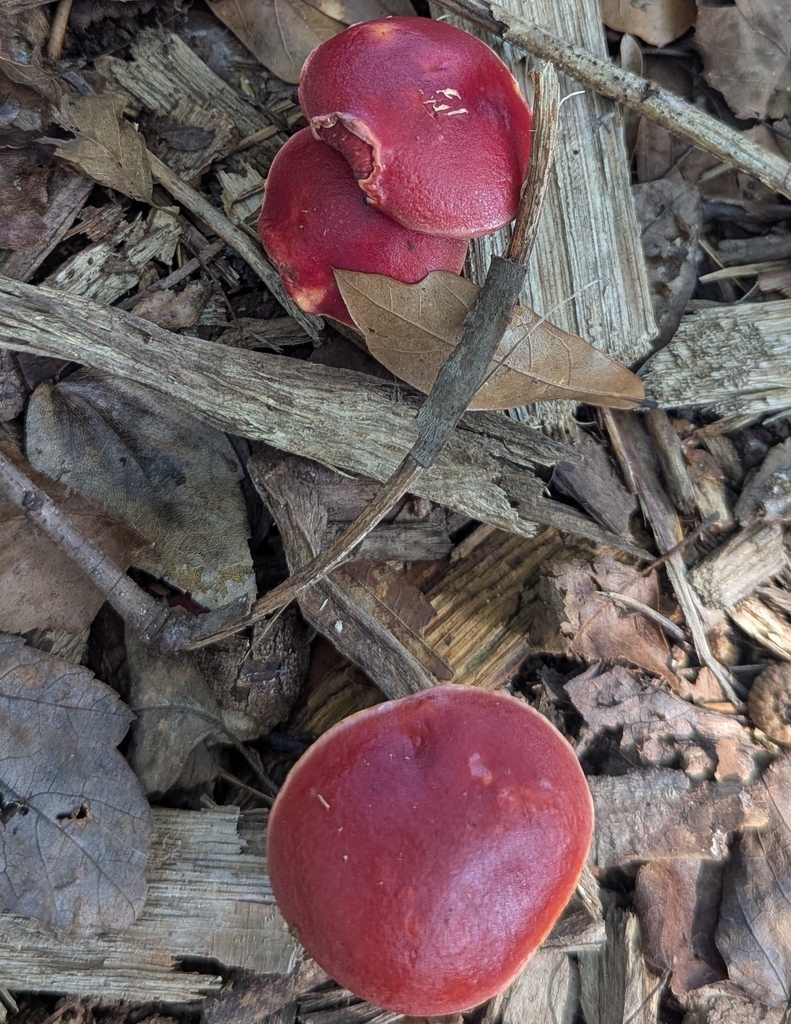 Frost's Bolete · September 2026 · photo: Photo: (c) danikraemer, some rights reserved (CC BY) · iNaturalist
