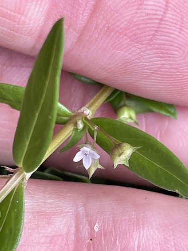Oldenlandia corymbosa, photograph 5