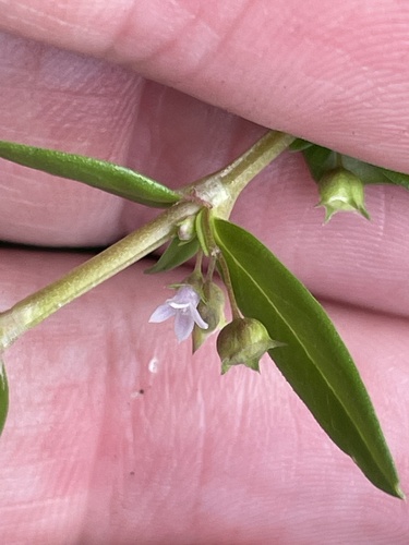 Oldenlandia corymbosa, photograph 6