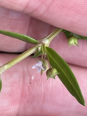 Oldenlandia corymbosa, photograph (c) James Hardee, some rights reserved (CC BY)