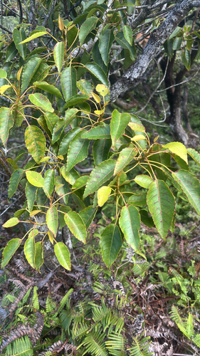 Elaeocarpus bifidus observed 2026-09-16