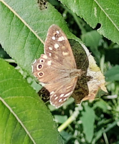 Speckled Wood