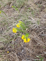 Lithospermum caroliniense