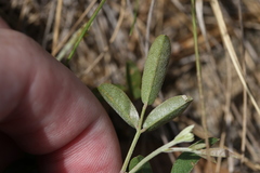 Tephrosia florida