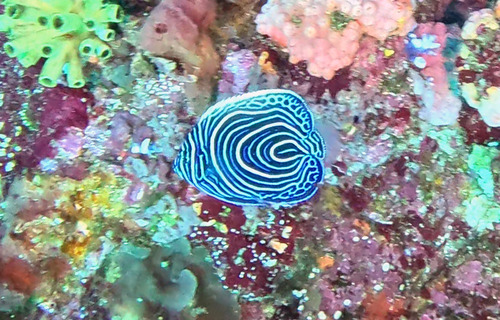 Pomacanthus imperator