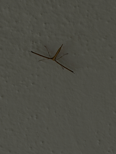Morning-glory Plume Moth