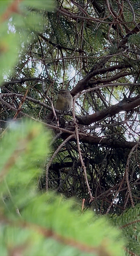 Common Chiffchaff
