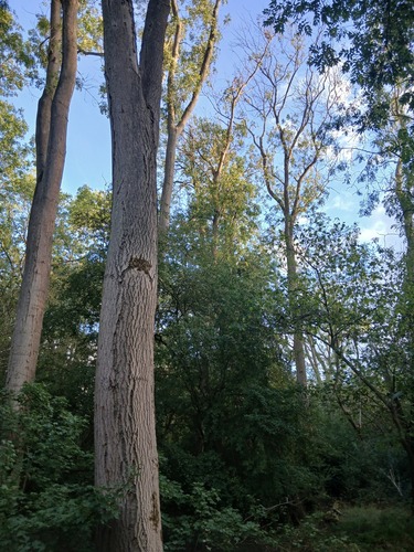 European ash