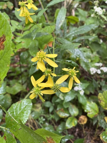 Wingstem