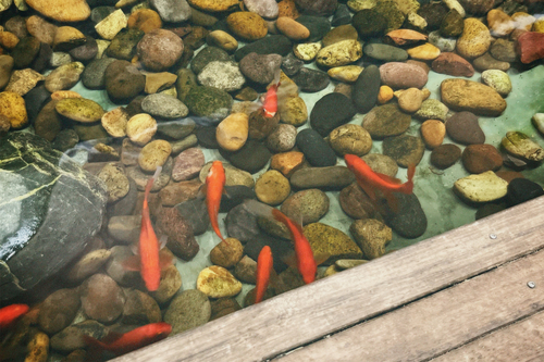 Goldfish