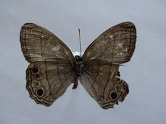 Cissia themis