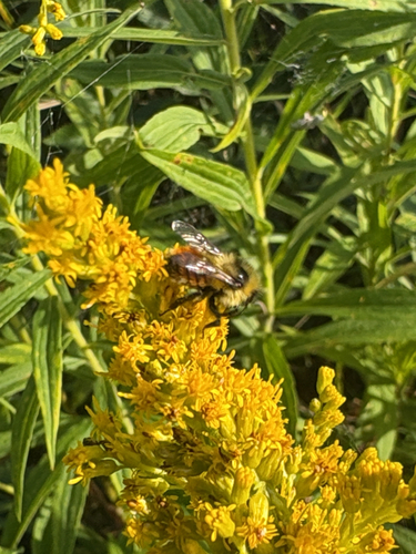 Red-belted Bumble Bee