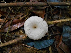 Trogia infundibuliformis