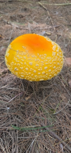 Fly Agaric