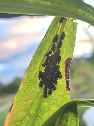 Aster Treehopper