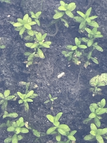 Micranthemum glomeratum observed 2026-09-16