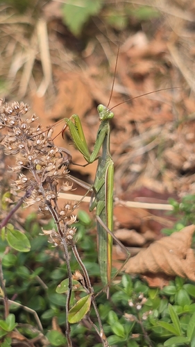 European Mantis