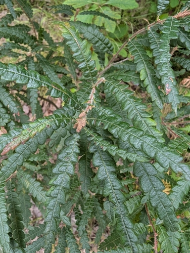 sweetfern