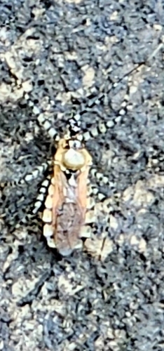 Ringed Assassin Bug