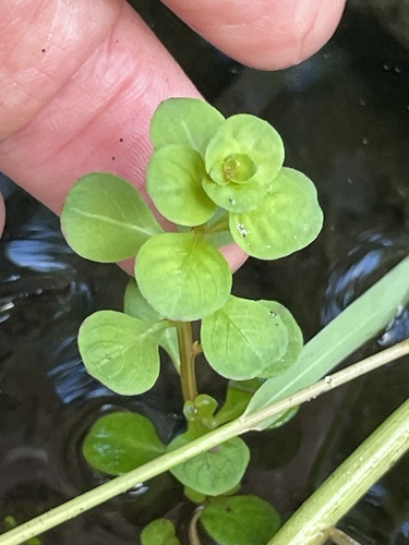 Ludwigia microcarpa