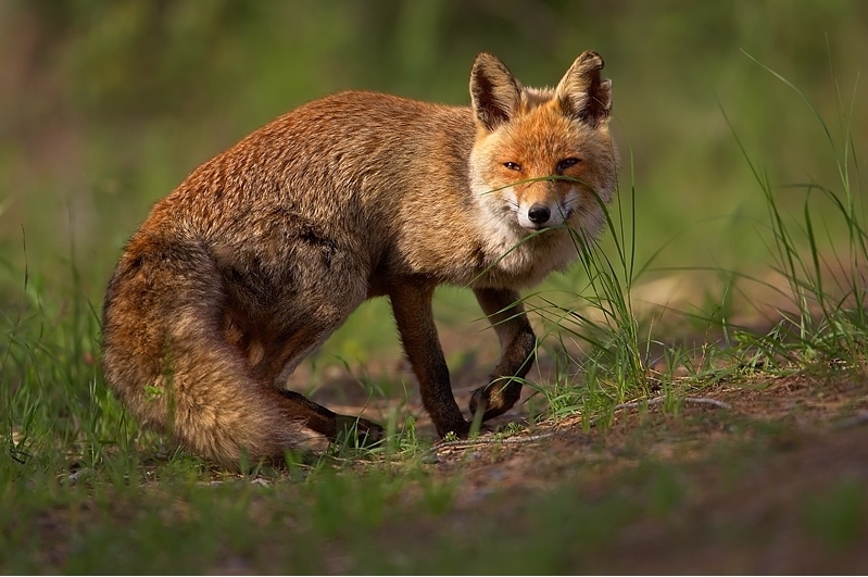 British Fox