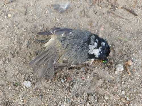 Coal Tit