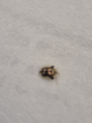 Mottled Tortoise Beetle
