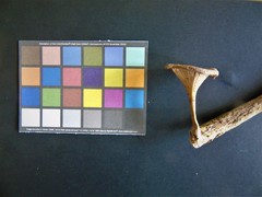 Trogia infundibuliformis