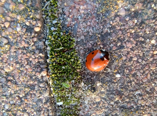 Seven-spotted Lady Beetle