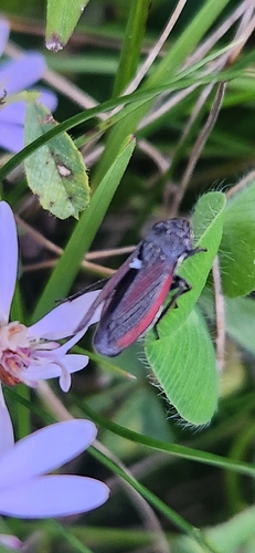 Striped Leafhopper