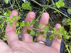 Ludwigia microcarpa, photograph (c) James Hardee, some rights reserved (CC BY)