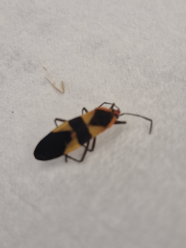 Large Milkweed Bug
