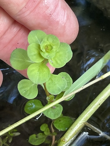 Ludwigia microcarpa, photograph 3