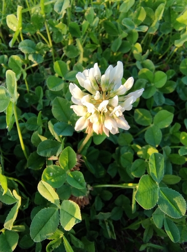 white clover