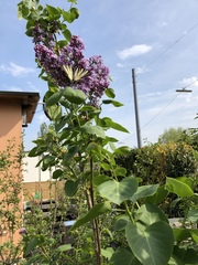 Iphiclides podalirius