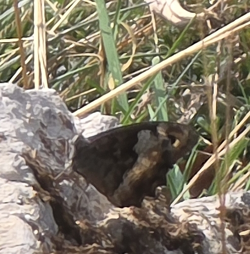 Woodland Grayling