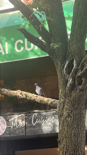 Rock Pigeon