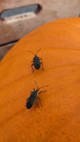 Squash Bug