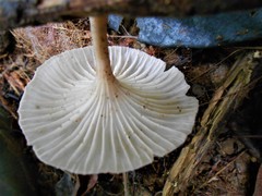 Trogia infundibuliformis